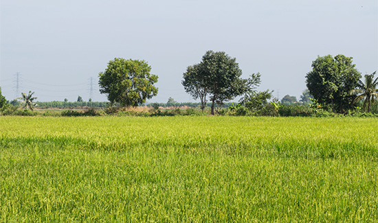Fotografia de uma área rural.