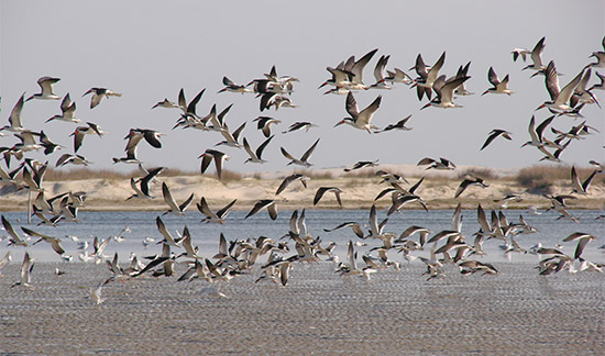 Imagem da Lagoa do Peixe com revoada de pássaros de cor preta sobre ela, céu azul ao fundo 