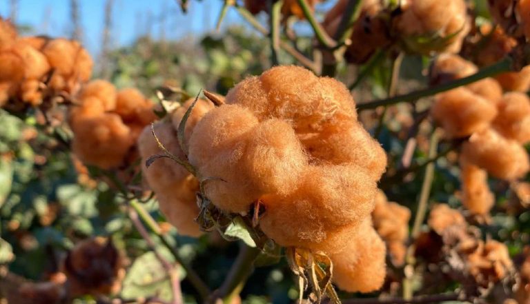 Plantação de algodão